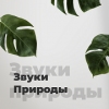 Звуки Природы 101